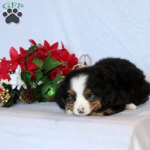 Benito Baby, Mini Bernedoodle Puppy